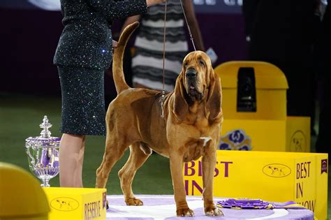 MORE: <strong>2022 Westminster</strong> Dog <strong>Show</strong> results, <strong>Best in Show</strong> contenders. . Best in show westminster 2022